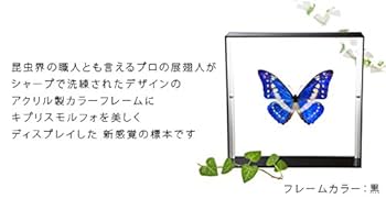 Amazon.co.jp: 蝶の標本 キプリスモルフォ Morpho cypris